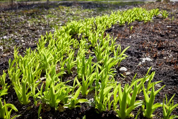 New sprouts in springtime — Stock Photo, Image