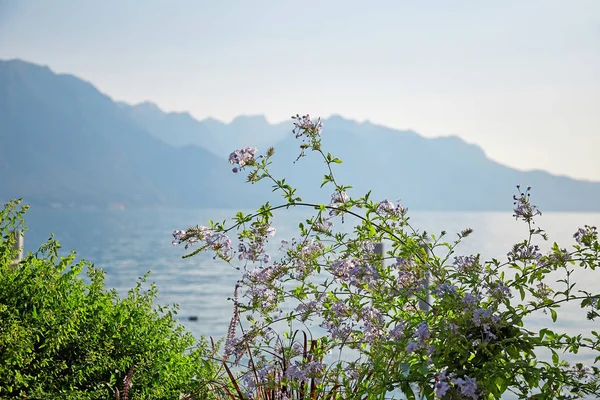 Lac Léman, Suisse — Photo