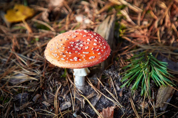 Closeup of fly agaric mushroom — Stock Photo, Image