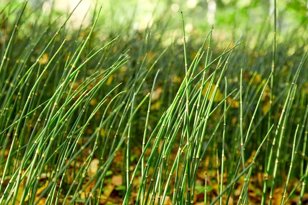 Åkerfräken gräset i skogen — Stockfoto