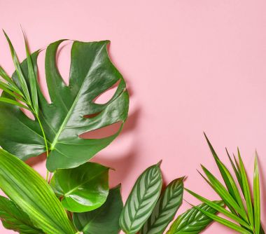 Çeşitli tropikal yaprak