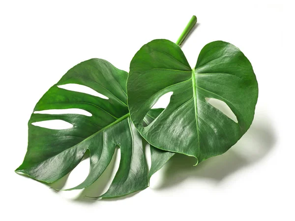 Tropische Blätter der Monstera-Pflanze — Stockfoto