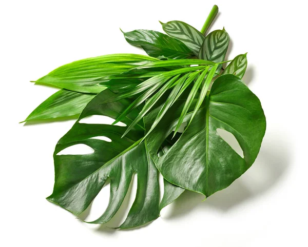 Various tropical leaves — Stock Photo, Image
