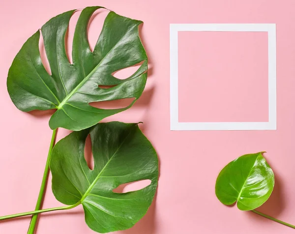 Tropical leaves of monstera plant — Stock Photo, Image