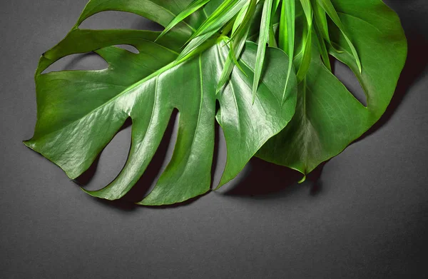 Tropical leaves on dark grey background — Stock Photo, Image