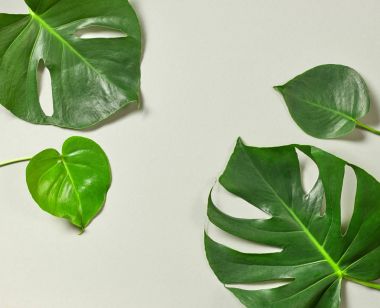 Monstera bitki tropikal yaprakları