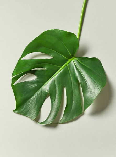 Тропический лист растения Монстера — стоковое фото