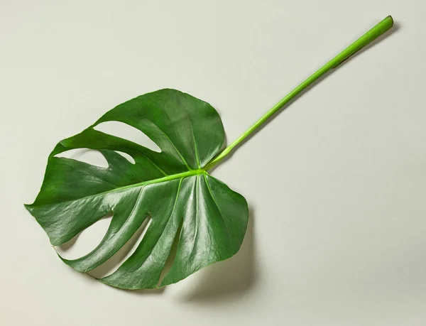 Tropikalny liści roślin monstera — Zdjęcie stockowe