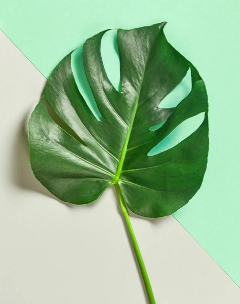 Тропічний leaf Монстера заводу — стокове фото