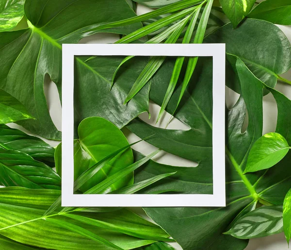 Various tropical leaves and white paper frame — Stock Photo, Image