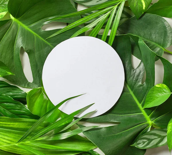 Çeşitli tropikal yaprakları ve beyaz kağıt çerçeve — Stok fotoğraf