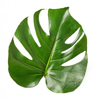 tropikal yaprak monstera bitki