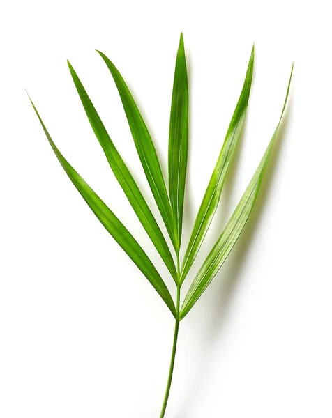 Blatt der Areca-Palme — Stockfoto