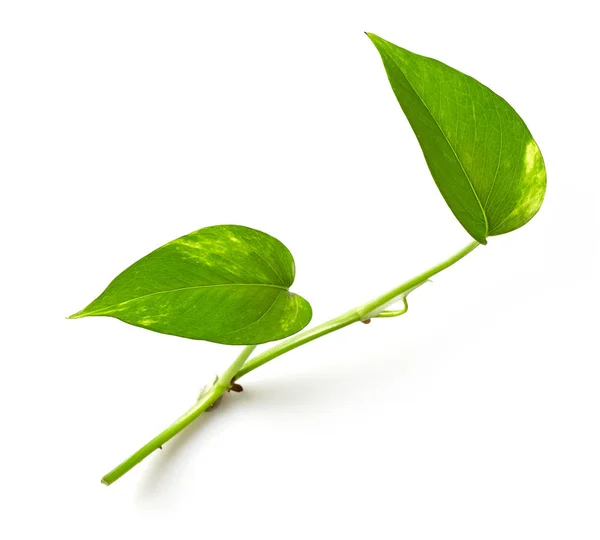 Tropische Blätter auf weißem Hintergrund — Stockfoto