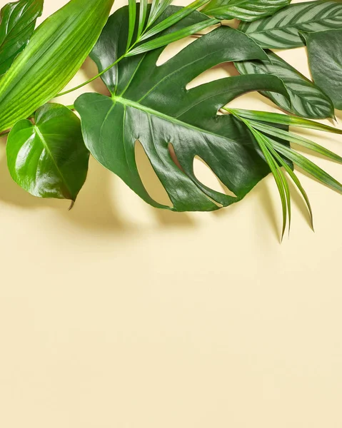 Various tropical leaves — Stock Photo, Image