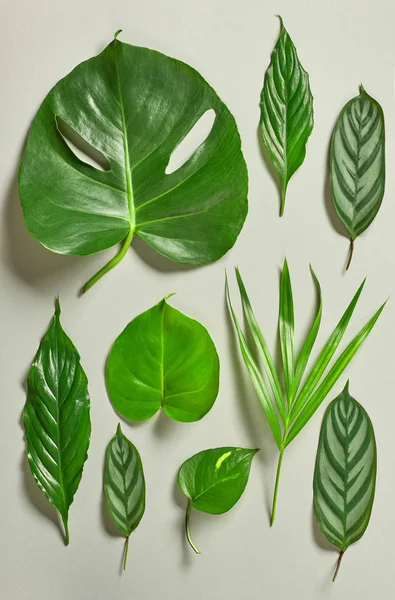 Varias hojas tropicales —  Fotos de Stock