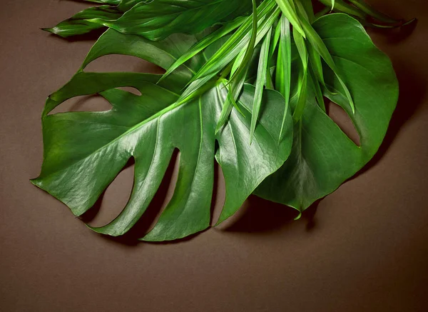 Tropical leaves on dark brown background — Stock Photo, Image