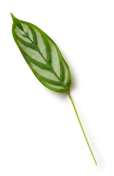 Зелений тропічних лист — стокове фото