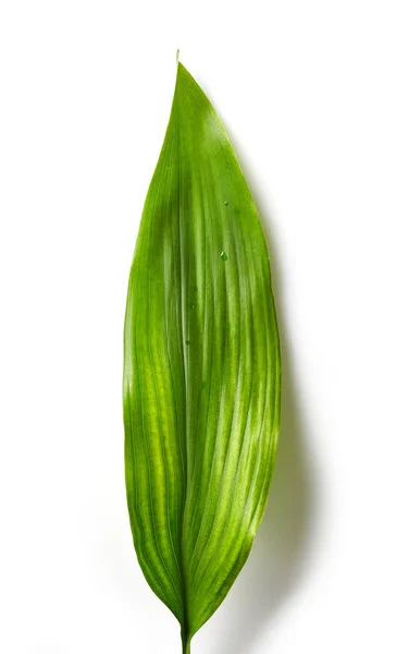 Grünes tropisches Blatt — Stockfoto