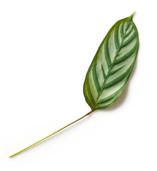 Green tropical leaf — Stock Photo, Image