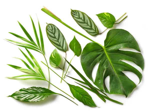 Various tropical leaves — Stock Photo, Image