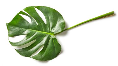 monstera bitki yaprağı