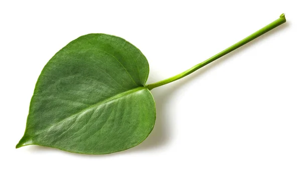 Лист растения Монстера — стоковое фото