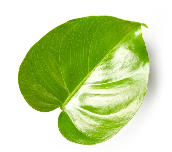 Hoja de planta de Monstera — Foto de Stock