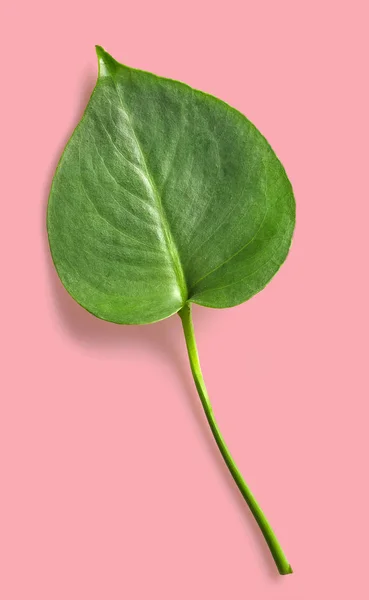 Hoja de planta de Monstera — Foto de Stock