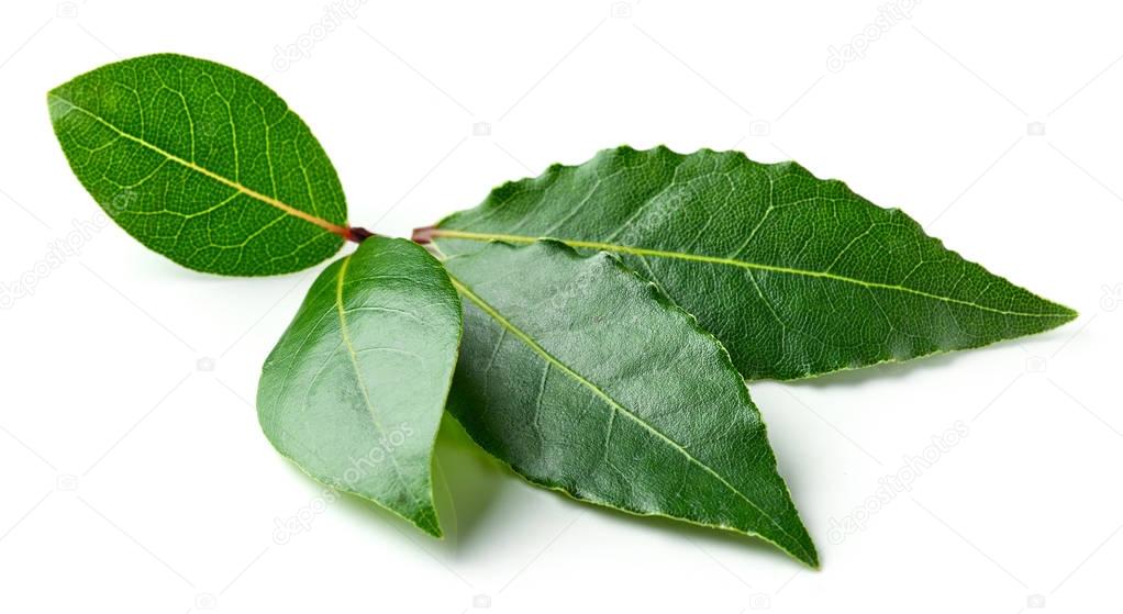 Fresh bay leaves