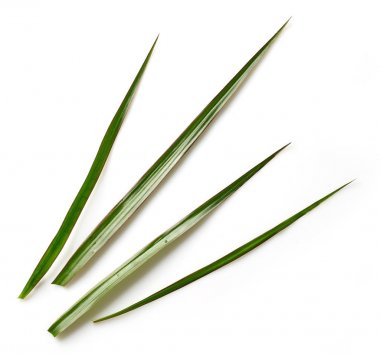 Taze yaprakları palmiye ağacı