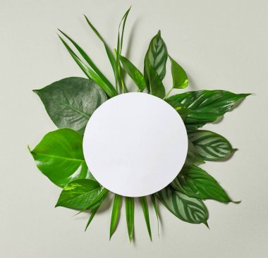 Çeşitli tropikal yaprak