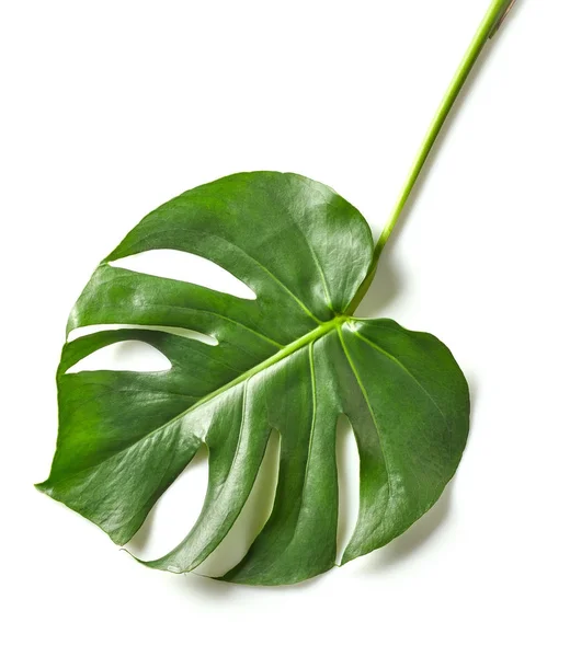 Лист растения Монстера — стоковое фото