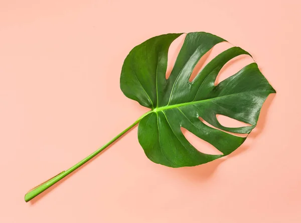 Tropiskt blad på rosa bakgrund — Stockfoto