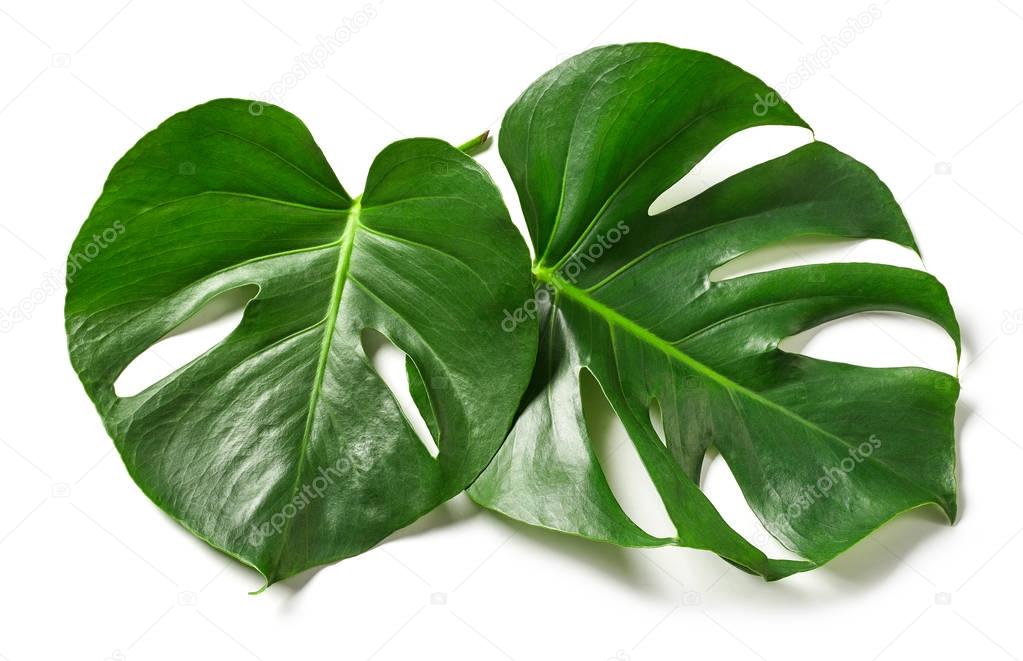 leaves of monstera plant