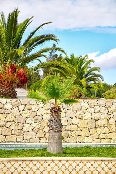 Palme nel giardino delle portoghesi — Foto Stock