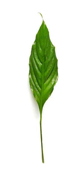 Zielony liść tropikalny — Zdjęcie stockowe