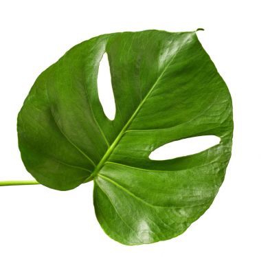 yeşil tropikal yaprak