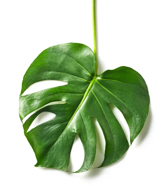 Зеленый тропический лист — стоковое фото
