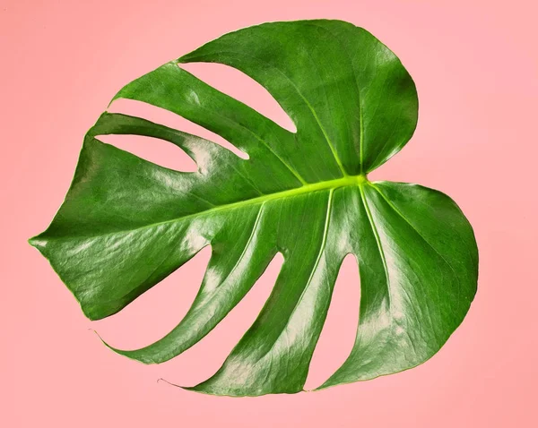 Green tropical leaf — Stock Photo, Image