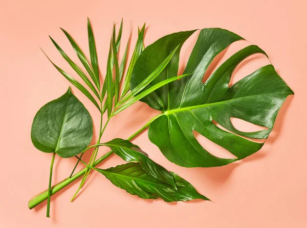 Gröna tropiska blad — Stockfoto