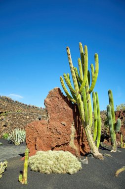Kaktüs Bahçe Jardin de kaktüs Lanzarote Adası