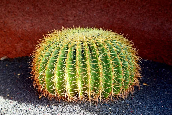 Zblízka velký kaktus — Stock fotografie