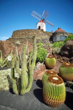 Kaktüs Bahçe Jardin de kaktüs Lanzarote Adası