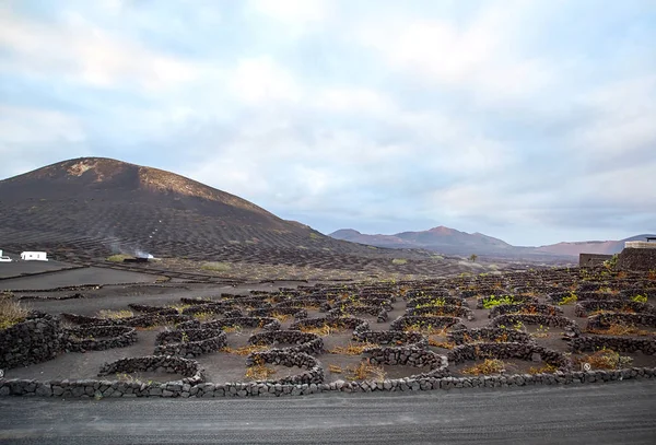 Vingårdar i La Geria, Lanzarote Island — Stockfoto