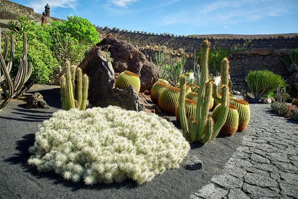Jardin de cactus Jardin de cactus à Lanzarote — Photo