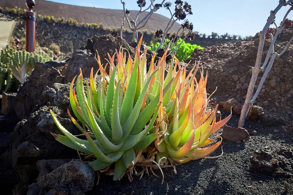 Cactus garden Jardin de Cactus in Lanzarote Island — Stock Photo, Image