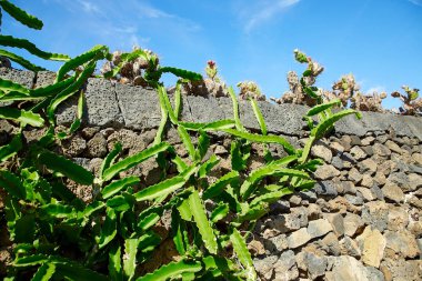 Kaktüs Bahçe Jardin de kaktüs Lanzarote Adası