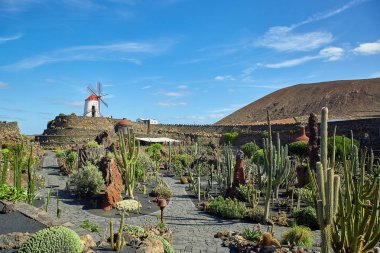 Kaktüs Bahçe Jardin de kaktüs Lanzarote Adası