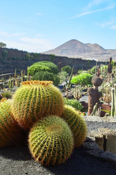 Cactus garden Jardin de Cactus in Lanzarote Island — Stock Photo, Image